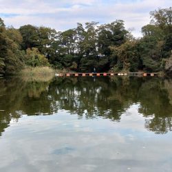 大安トラウトレイク釣果